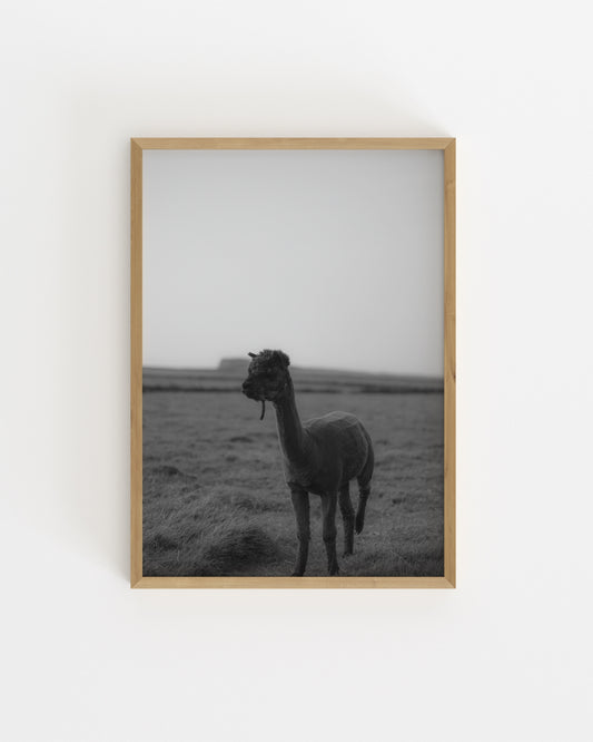 Moody Tones. Kerry Alpaca-printable wall art by Paperhus