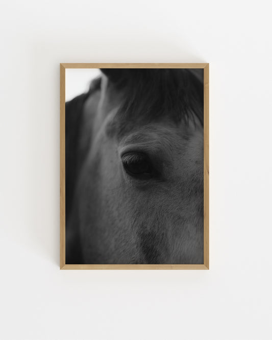 Moody Tones. Horse Portrait-printable wall art by Paperhus