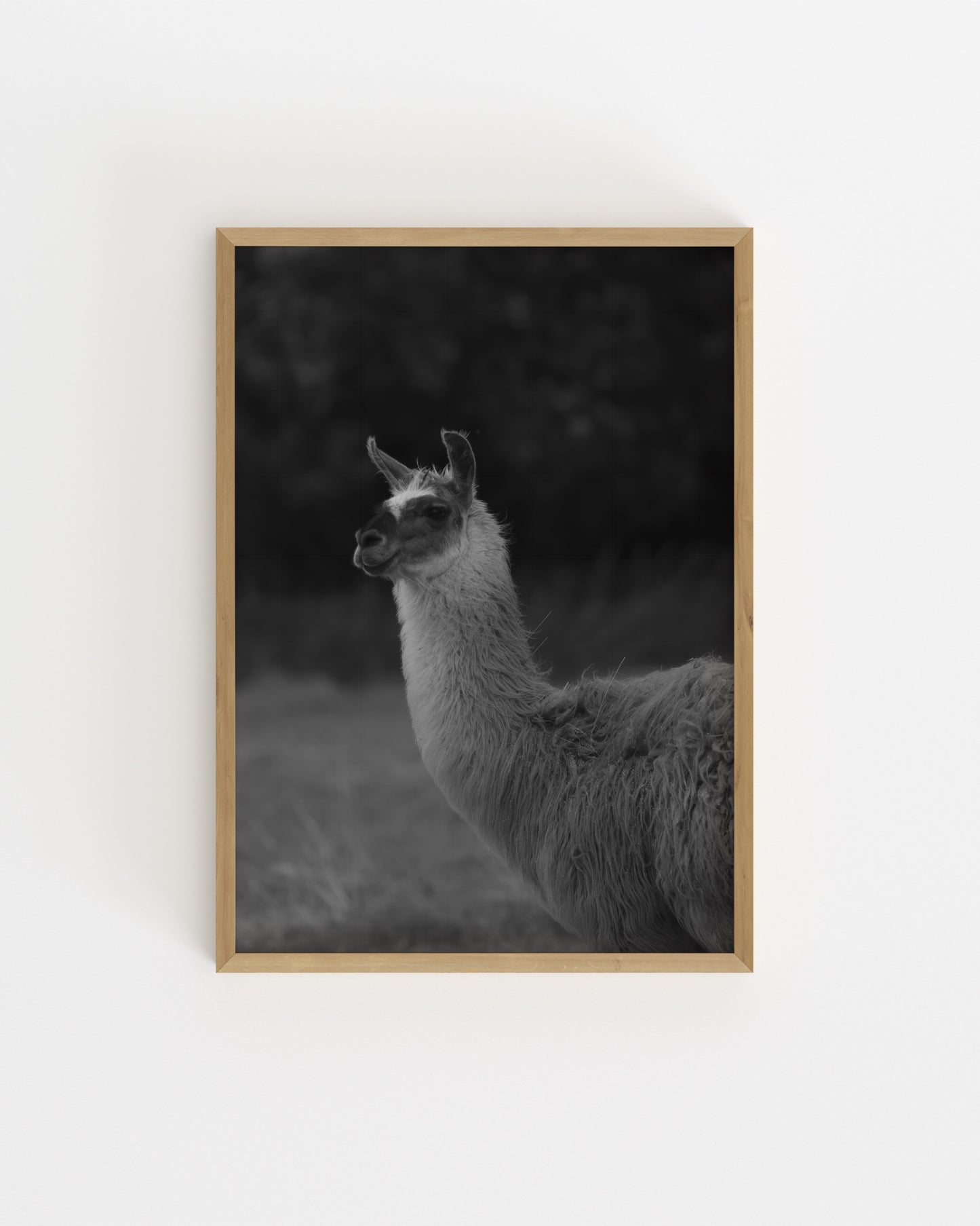 Moody Tones. Llama Portrait-printable wall art by Paperhus