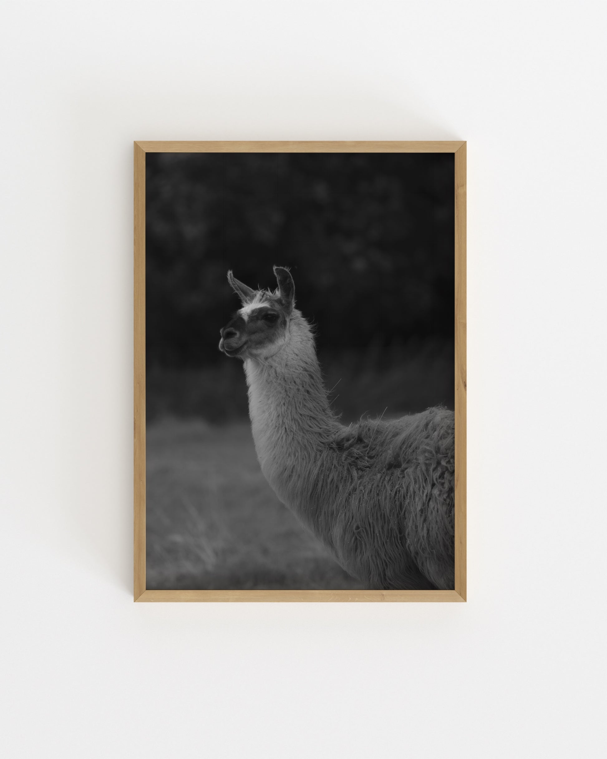 Moody Tones. Llama Portrait-printable wall art by Paperhus