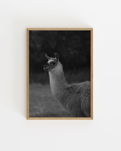 Moody Tones. Llama Portrait-printable wall art by Paperhus