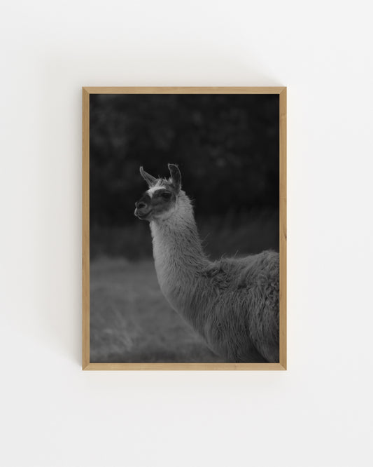 Moody Tones. Llama Portrait-printable wall art by Paperhus