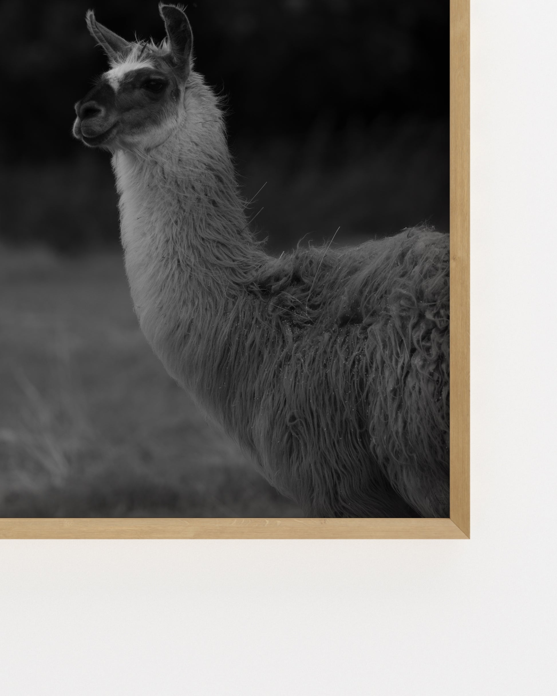Moody Tones. Llama Portrait-printable wall art by Paperhus