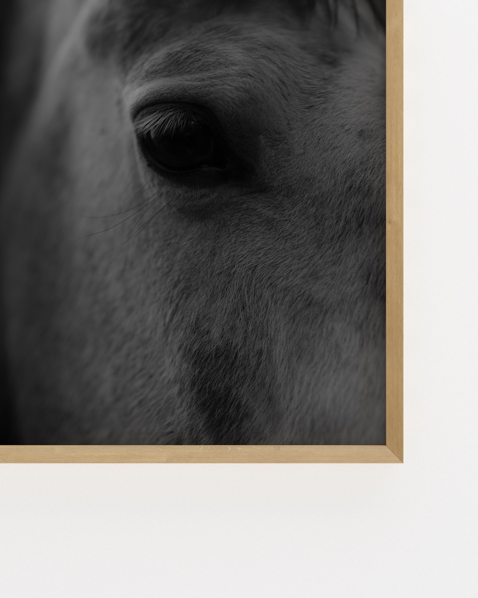 Moody Tones. Horse Portrait-printable wall art by Paperhus