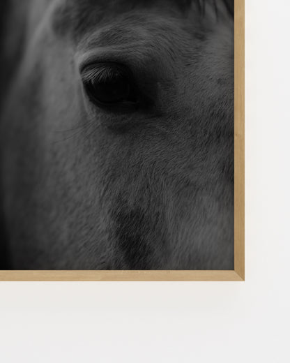 Moody Tones. Horse Portrait-printable wall art by Paperhus