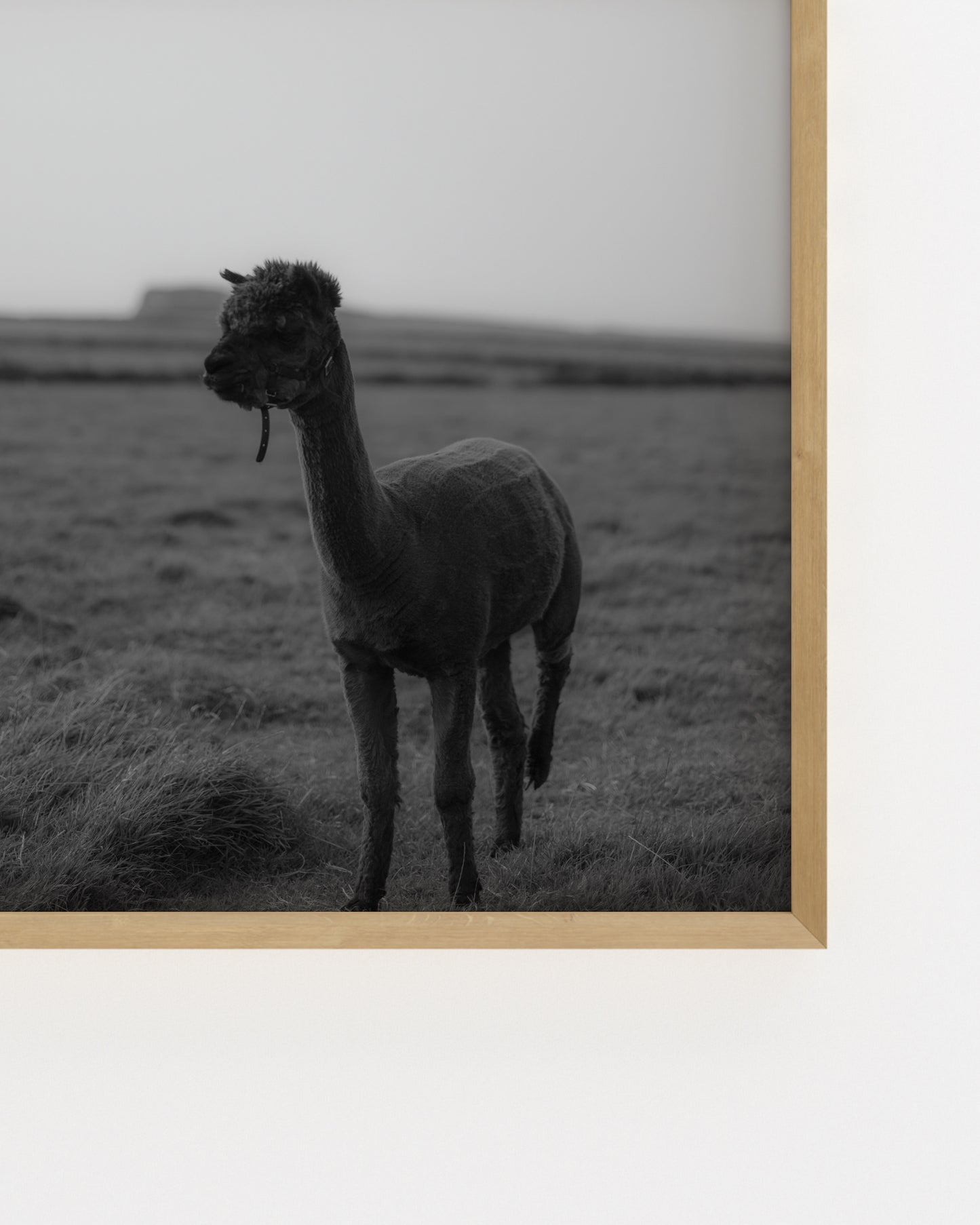 Moody Tones. Kerry Alpaca-printable wall art by Paperhus