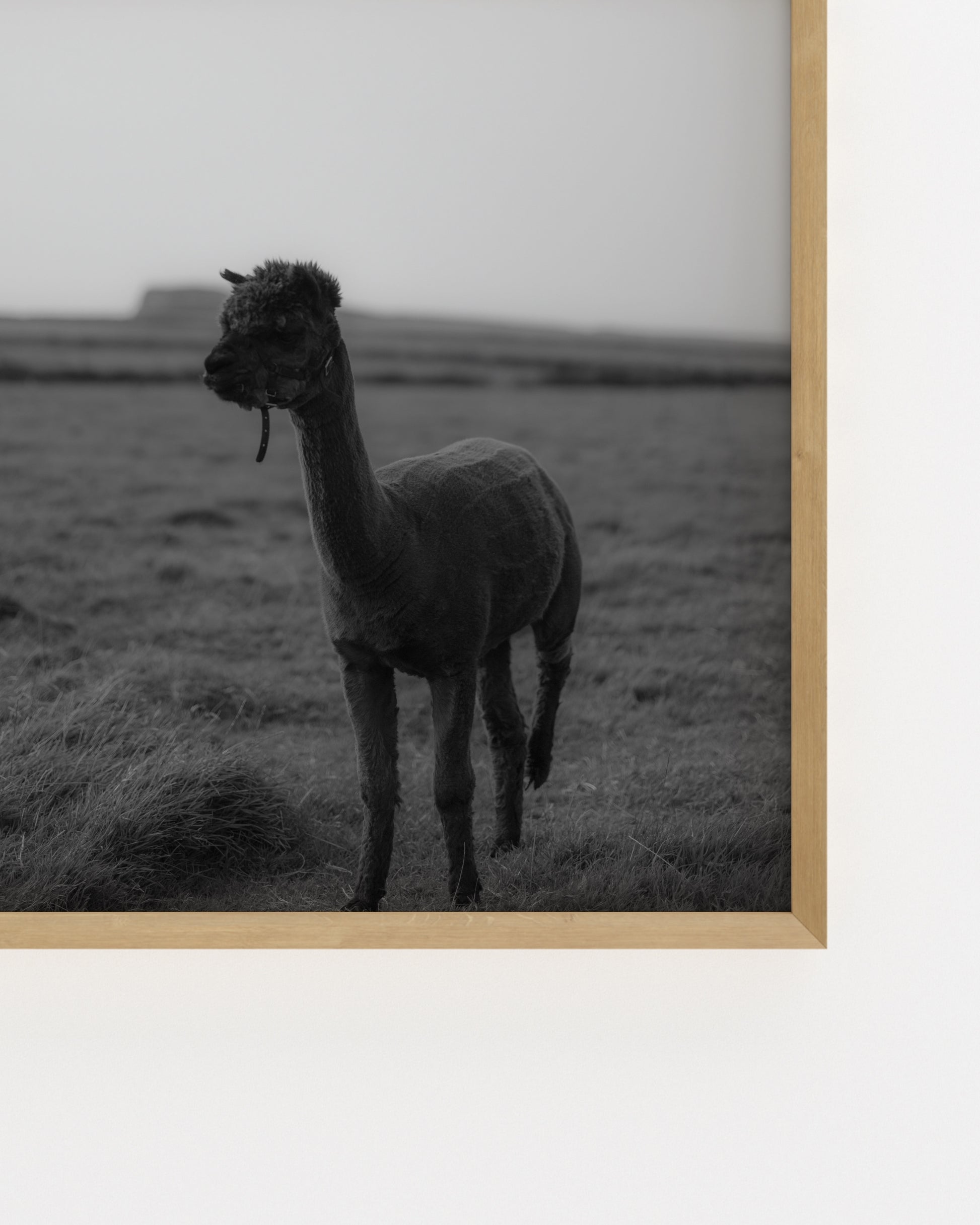 Moody Tones. Kerry Alpaca-printable wall art by Paperhus
