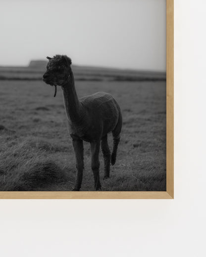 Moody Tones. Kerry Alpaca-printable wall art by Paperhus