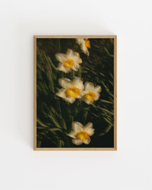 Countryside Studies. Daffodils-printable wall art by Paperhus