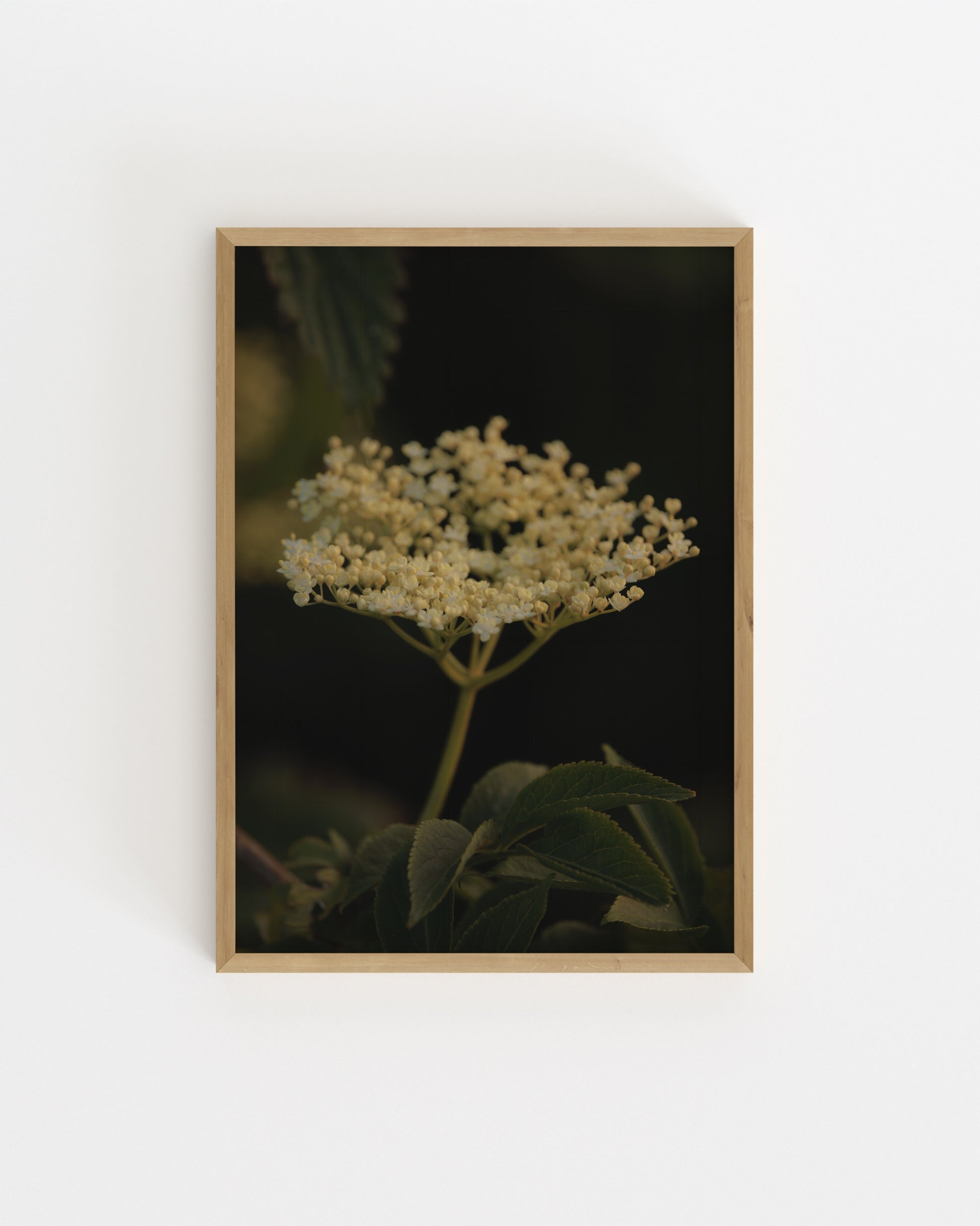 Countryside Studies. Elderflower-printable wall art by Paperhus