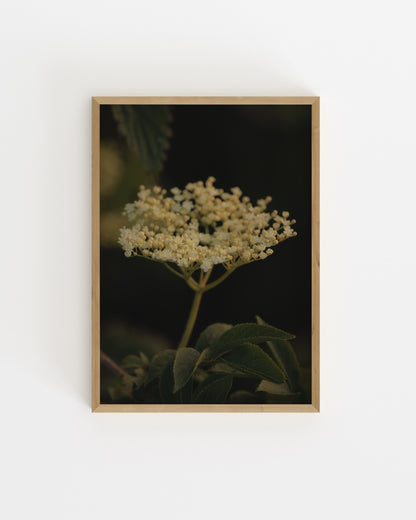 Countryside Studies. Elderflower-printable wall art by Paperhus