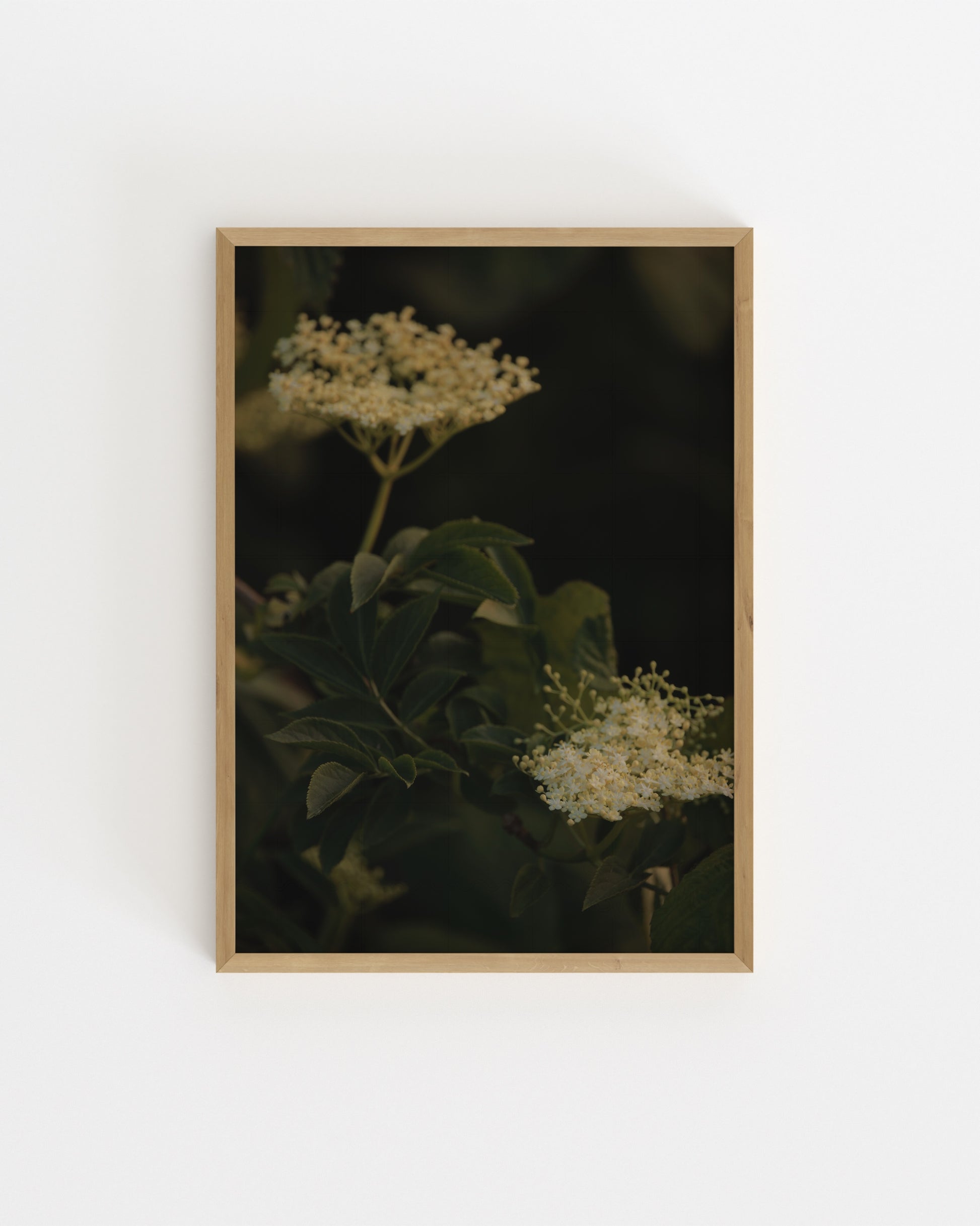 Countryside Studies. Elderflower-printable wall art by Paperhus