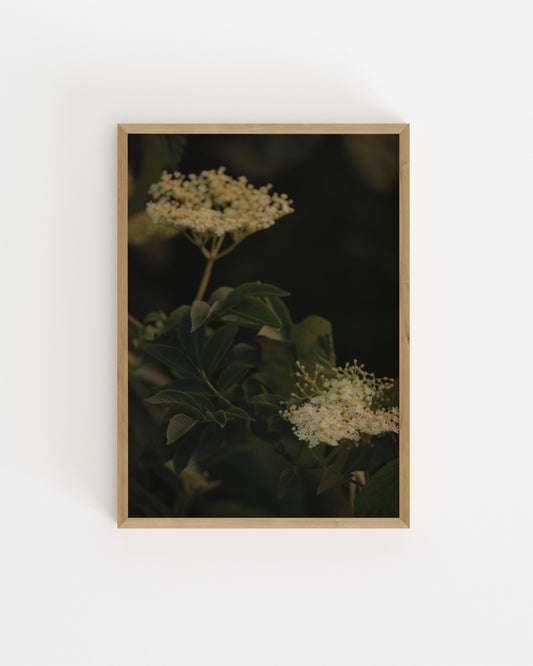 Countryside Studies. Elderflower-printable wall art by Paperhus