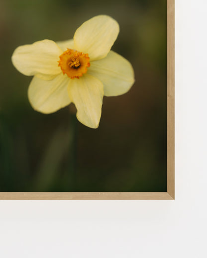 Countryside Studies. Daffodil-printable wall art by Paperhus