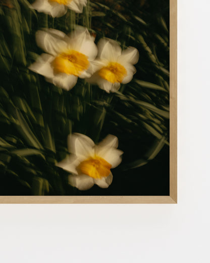 Countryside Studies. Daffodils-printable wall art by Paperhus