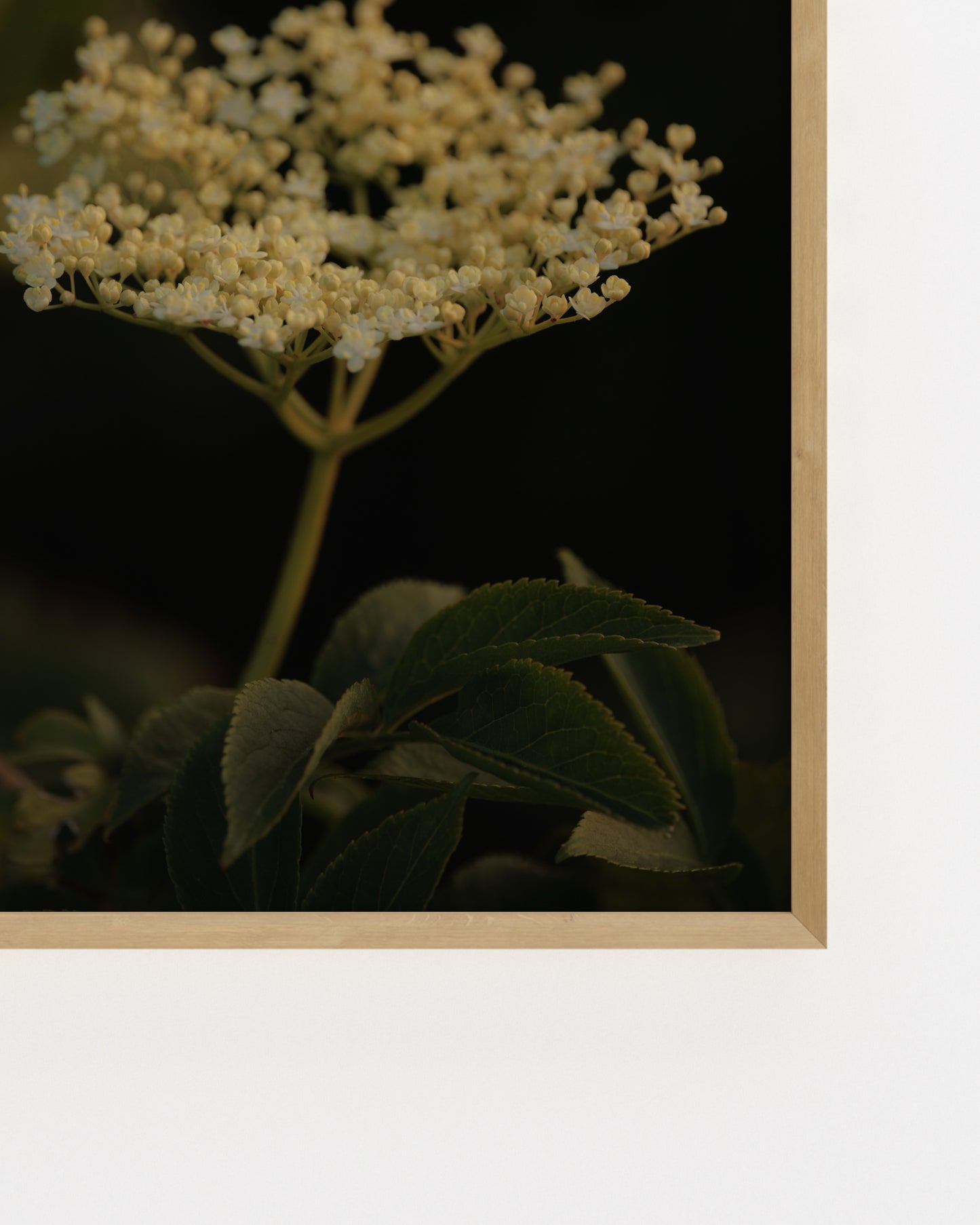 Countryside Studies. Elderflower-printable wall art by Paperhus