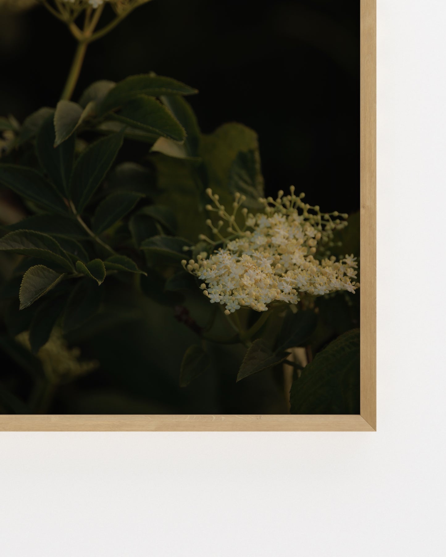 Countryside Studies. Elderflower-printable wall art by Paperhus