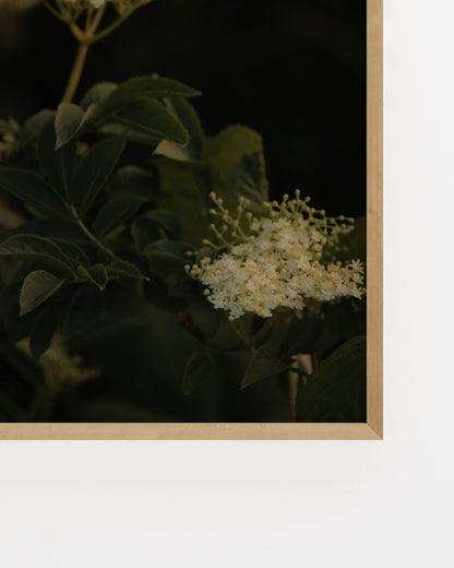 Countryside Studies. Elderflower-printable wall art by Paperhus