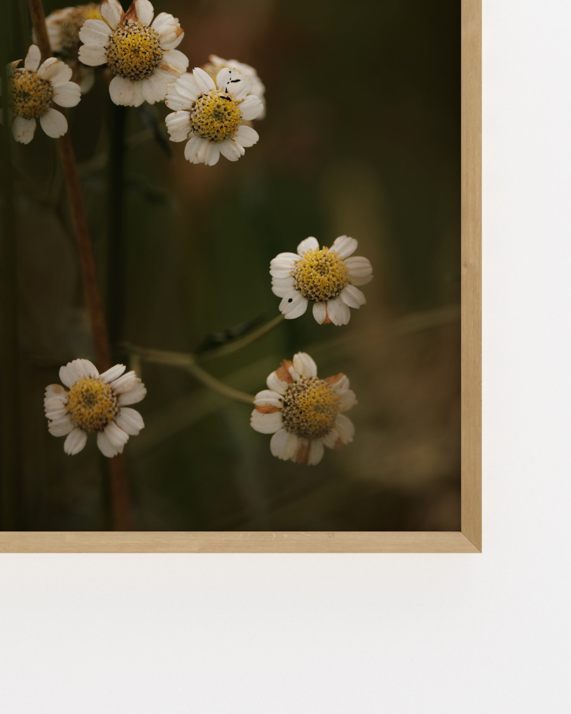 Countryside Studies. Rustic Florals-printable wall art by Paperhus
