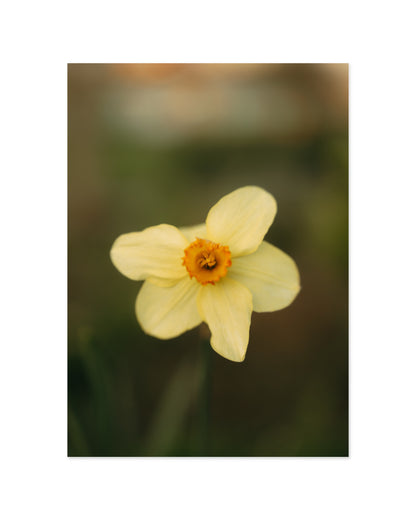 Daffodil Photography. Set Of 2-printable wall art by Paperhus