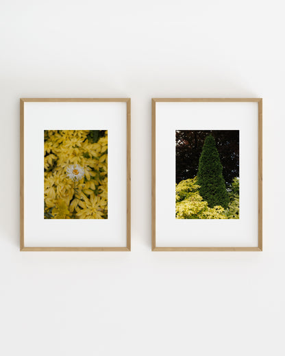 Botanical Photography. Set Of 2-printable wall art by Paperhus