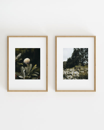 Botanical Photography. Set-printable wall art by Paperhus