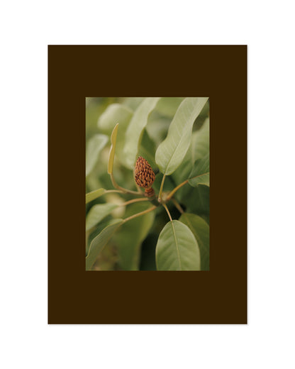 Botanical Photography Printable Wall Art | Digital Download printable wall art by Paperhus