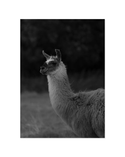 Moody Tones. Llama Portrait printable wall art by Paperhus