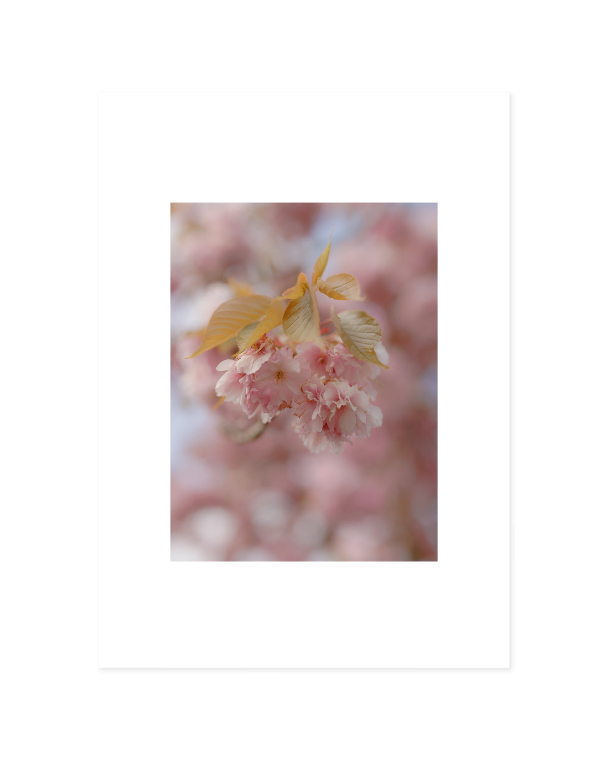Spring In Bloom. Soft Bloom printable wall art by Paperhus